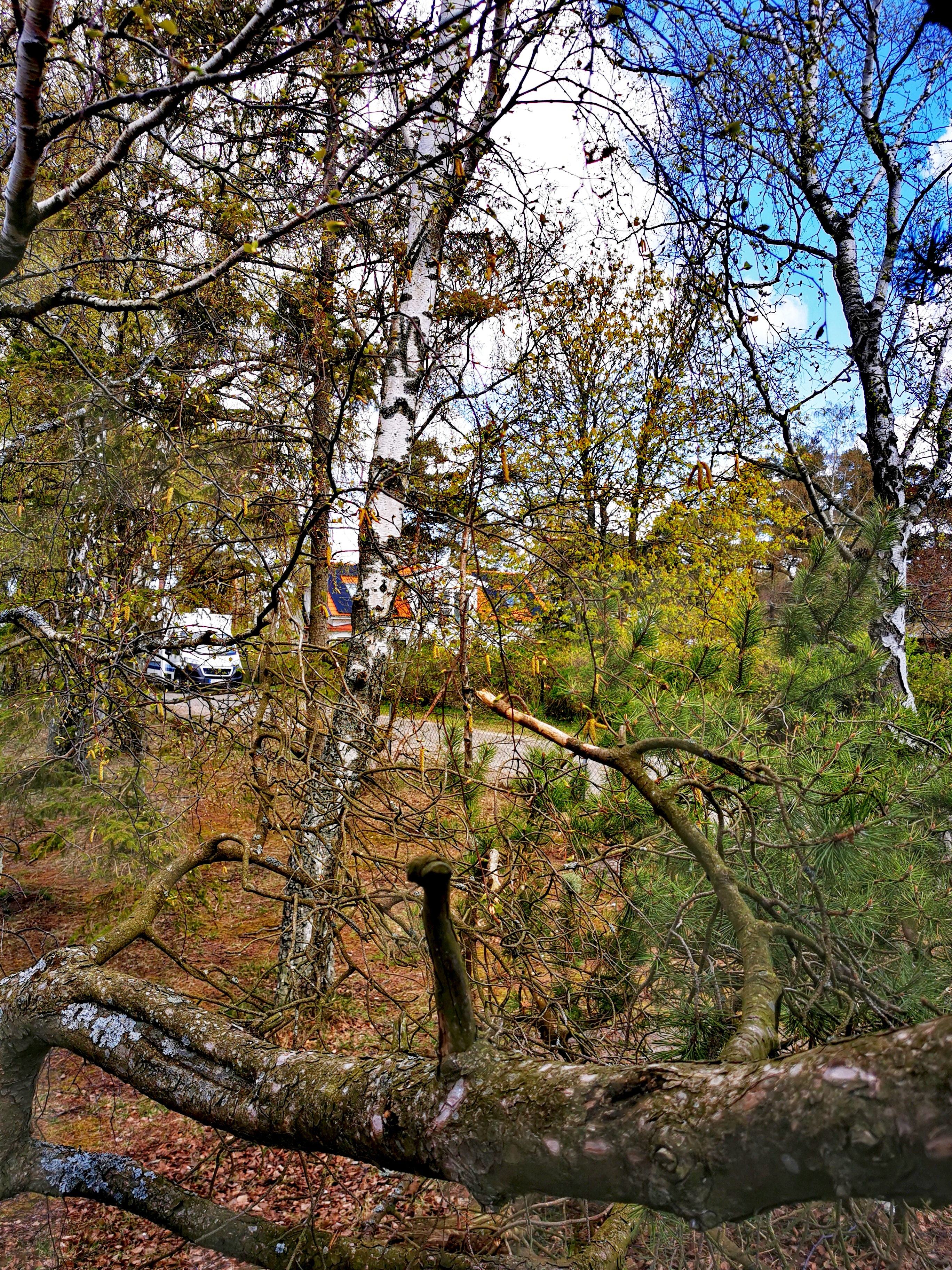 IMG_20230503_111934-01_edit_101829434709981.jpg
