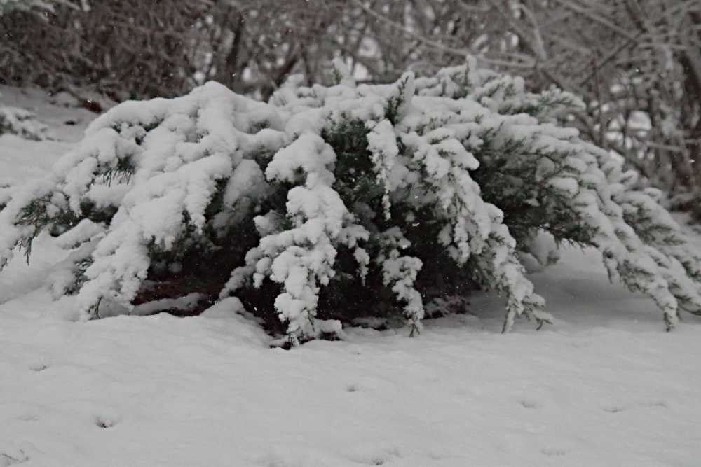 winter-photography-gardens-14 (1).jpg