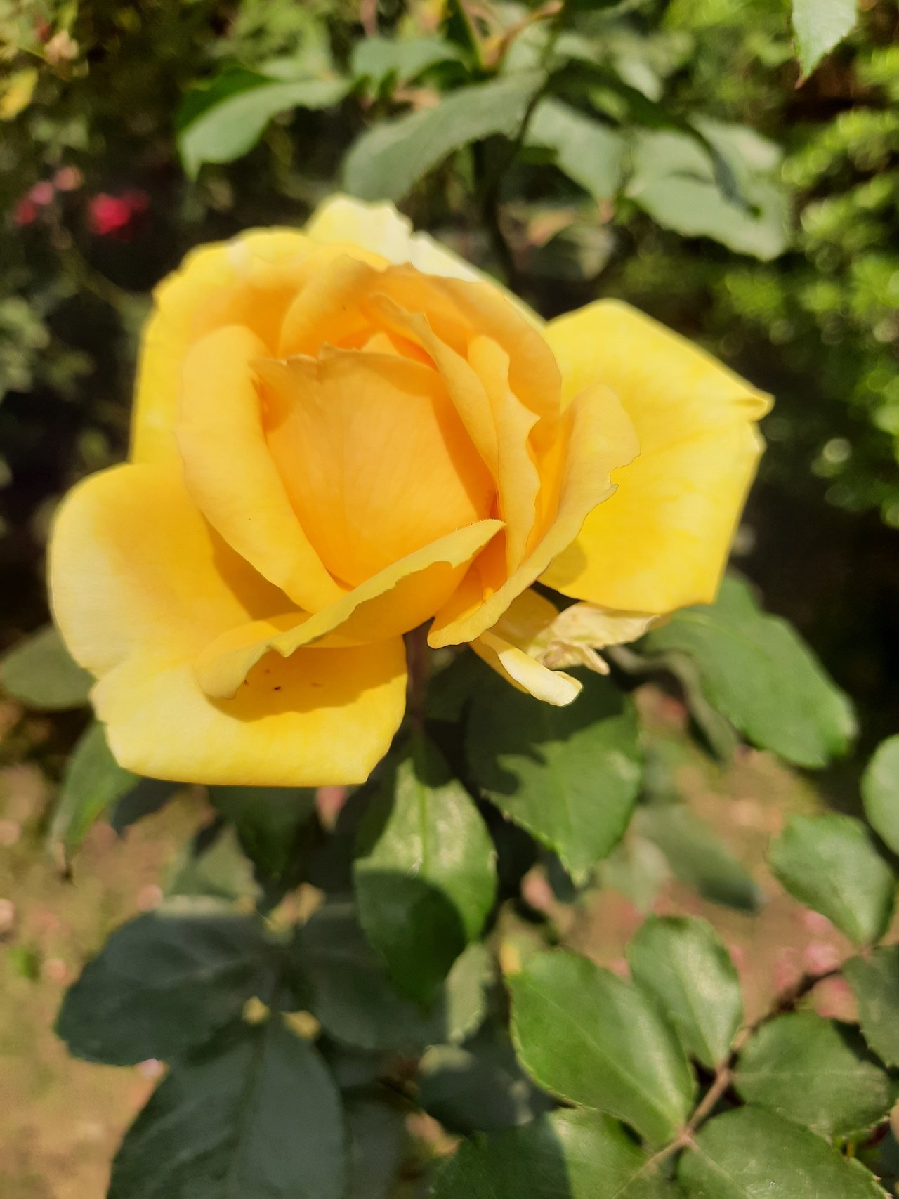 3jpR3paJ37V8JxyWvtbhvcm5k3roJwHBR4WTALx7XaoRovcmDVkxFPhT4SyFXBhPAQwLN4DsuoKRi3EM6nGMNsPoiCbCsm1x2mnmgvaTktwXKXanvrx3YY6gmXs5Z7mHpuSSi.jpeg