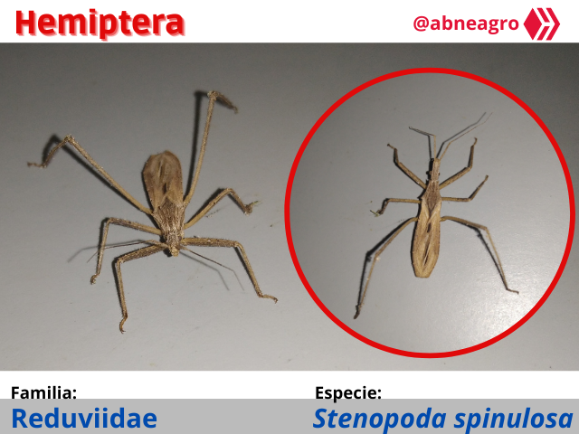 Automeris cf. jucunda (8).png