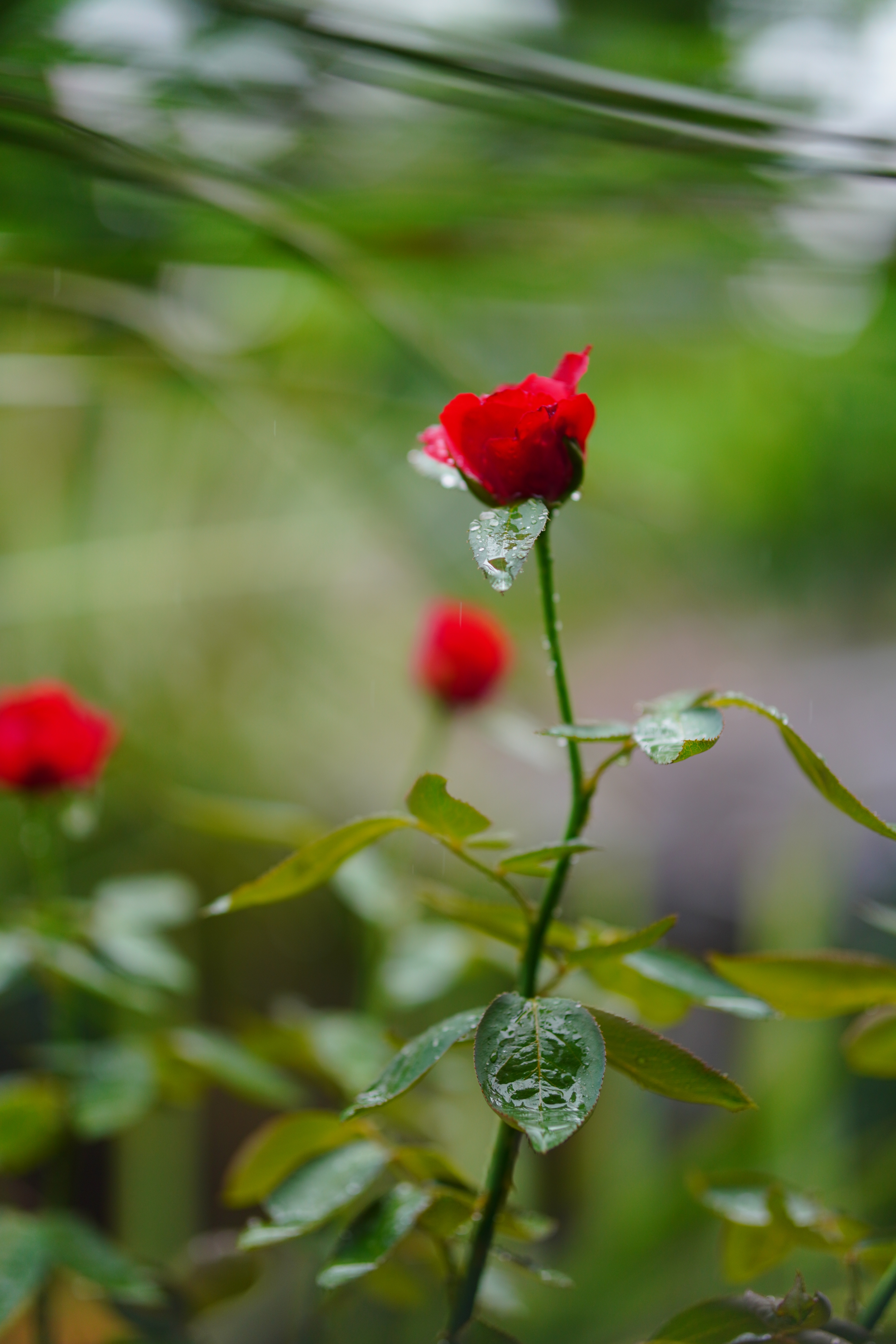 DSC03151.jpg