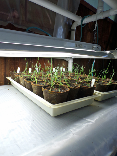 Seedlings - storage under T5 crop March 2020.jpg