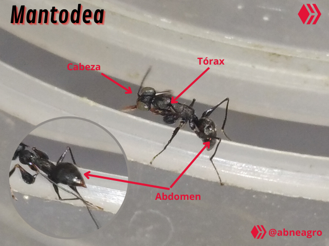 Video Salticidae (6).png