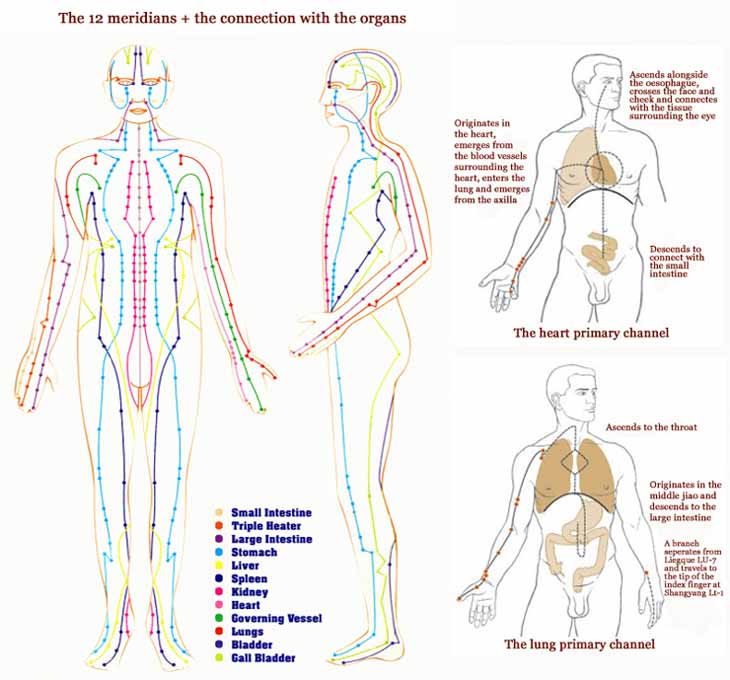 12-meridians-organs.jpg