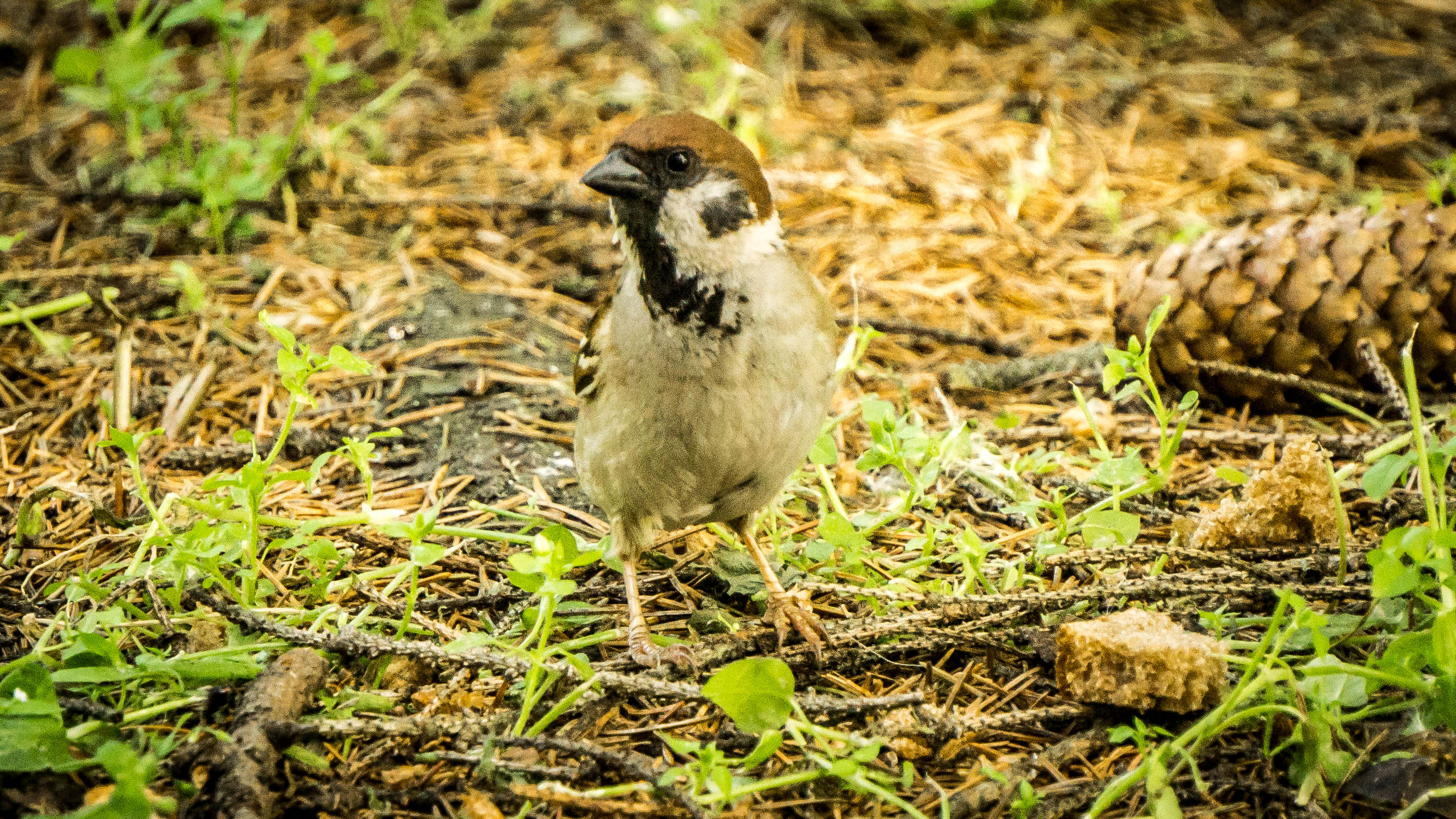 DSC09480-4.jpg