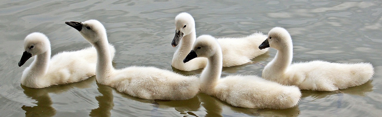 swans-1436266_1280.jpg