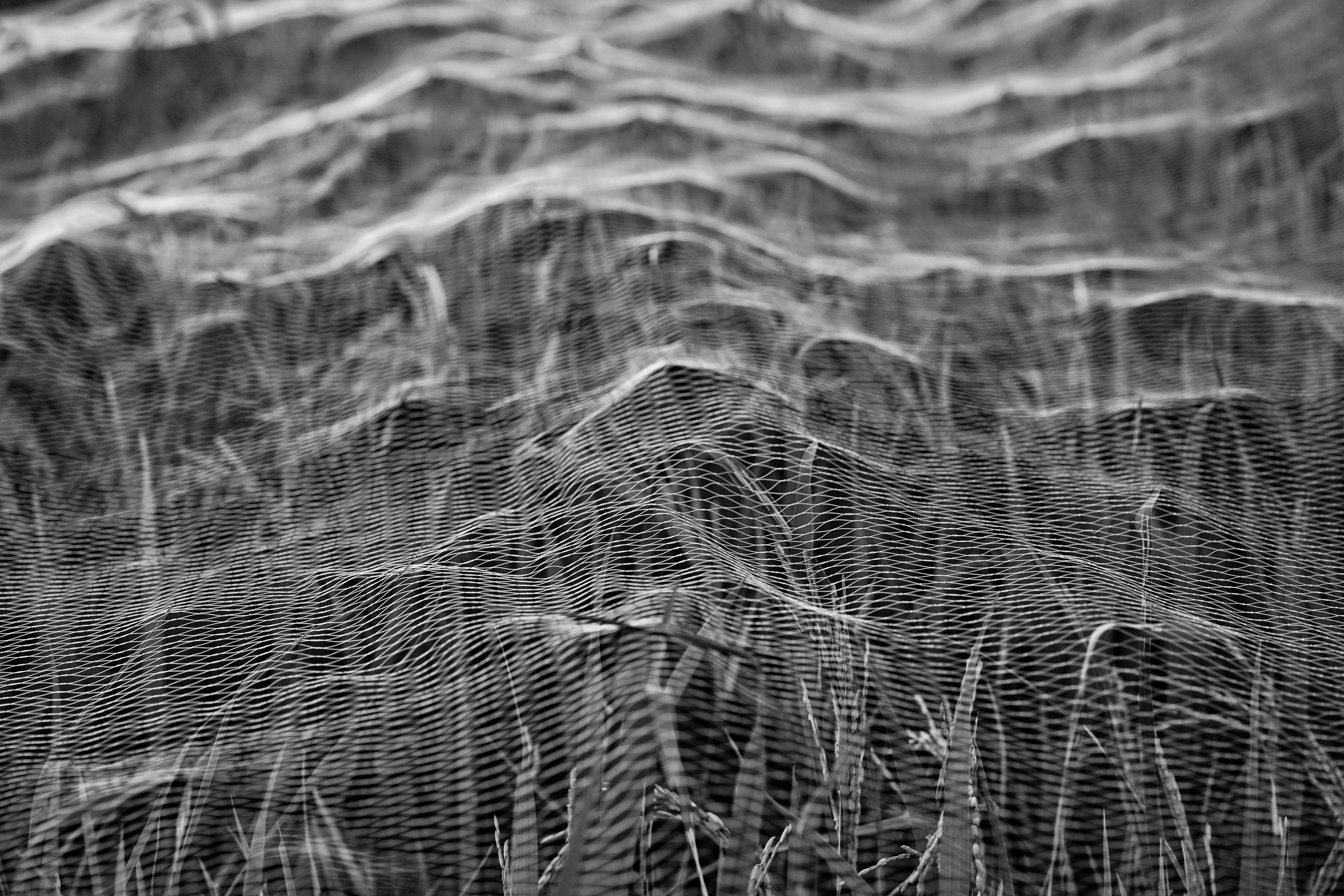 DSC02243-01.jpeg