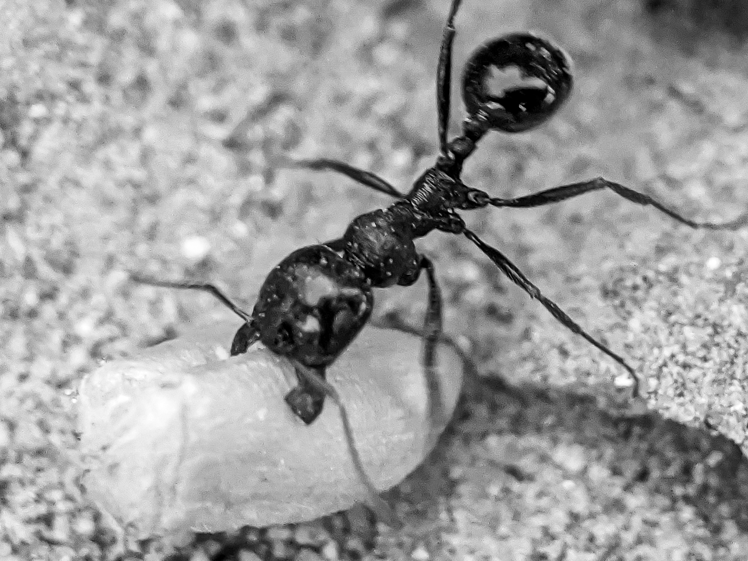 ant (1).jpg