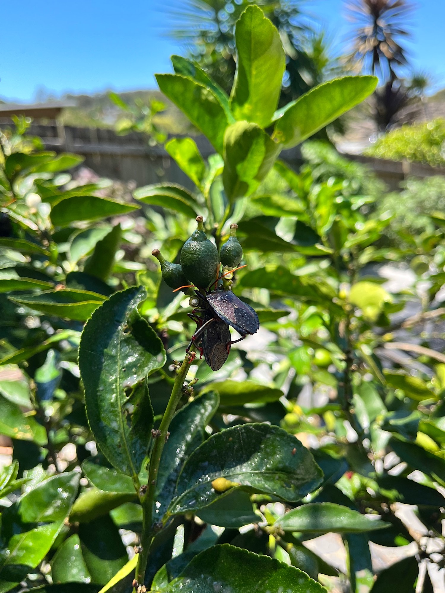 Stink bugs