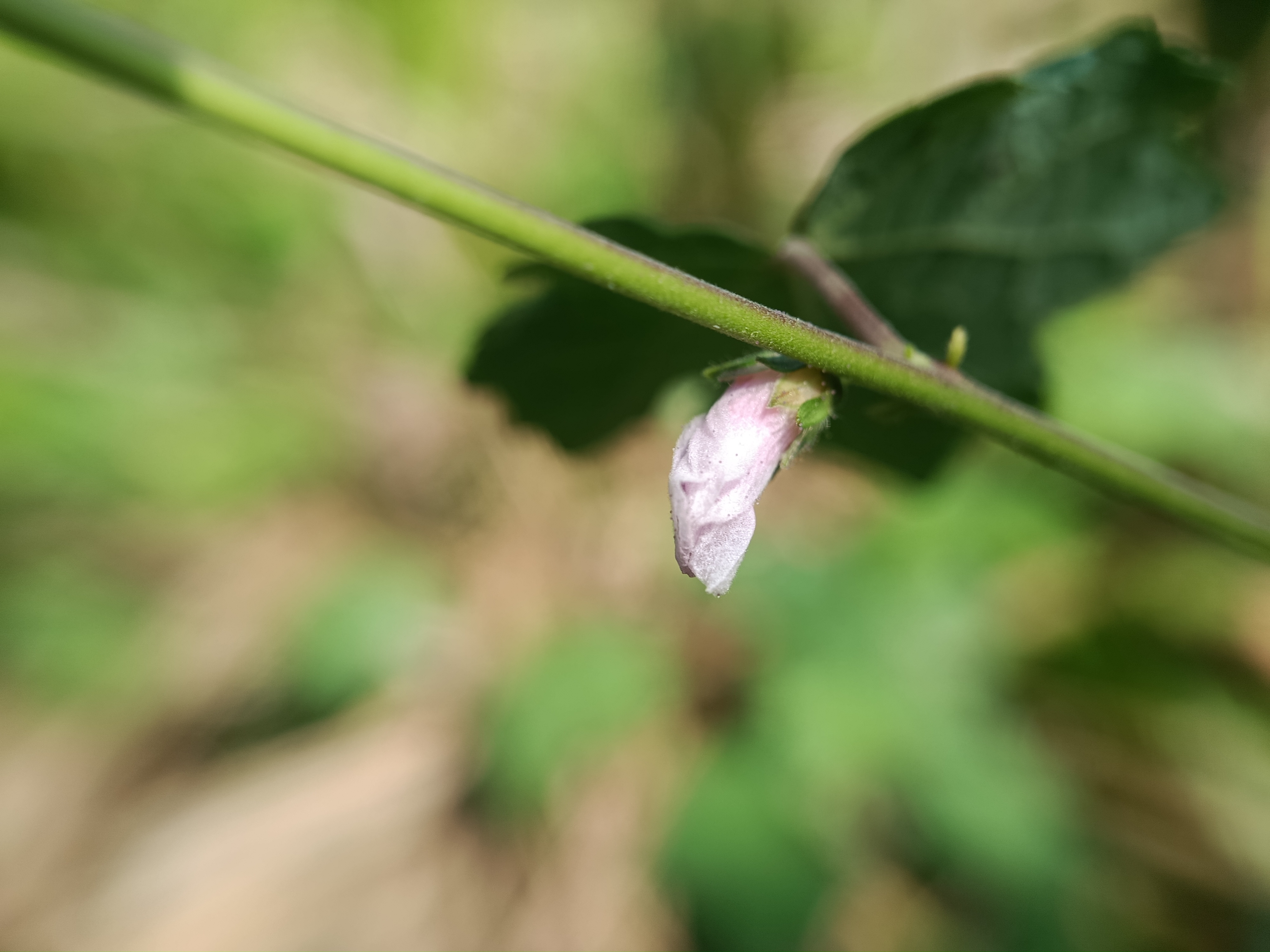 IMG_20250623_151415.jpg
