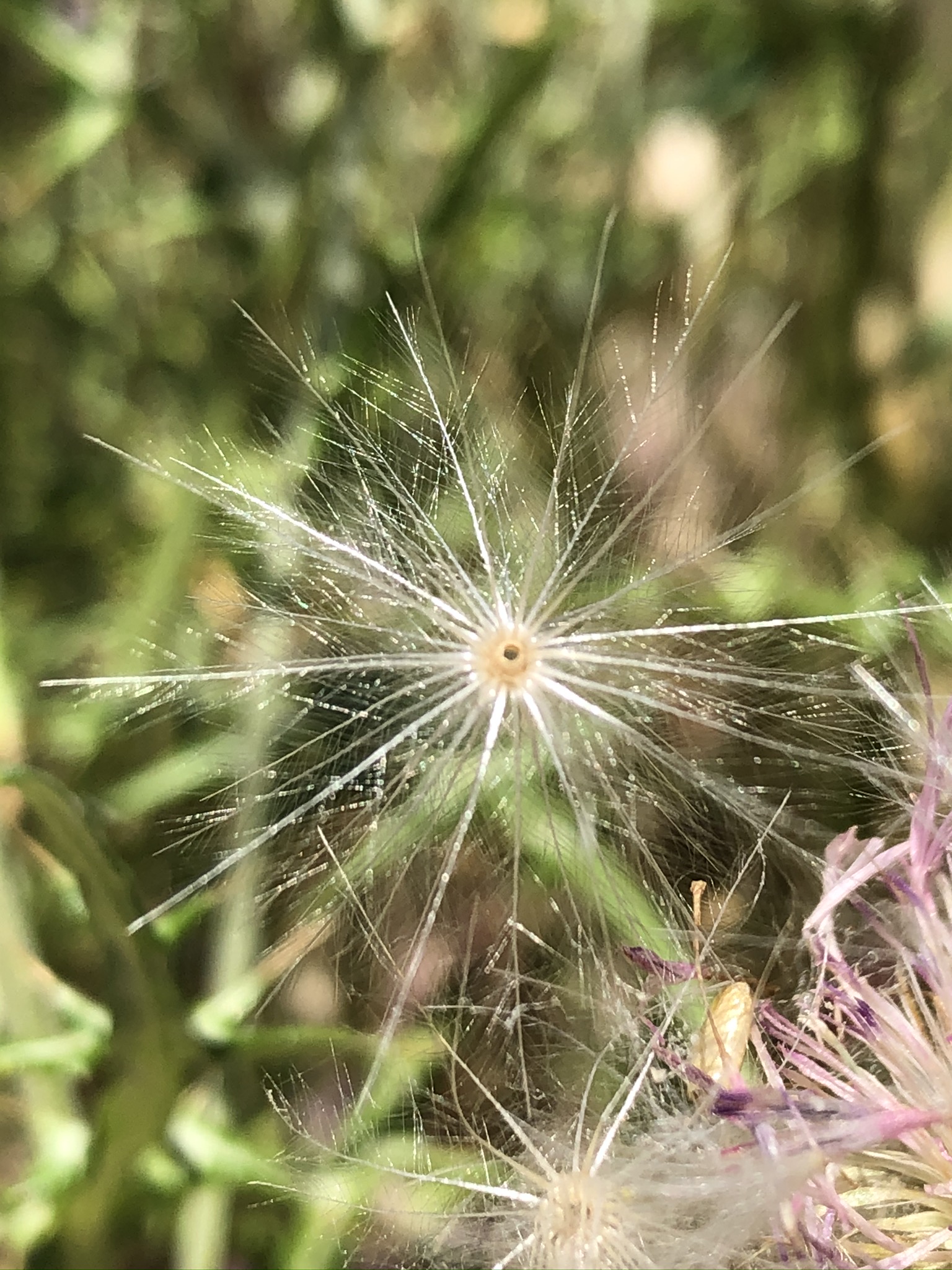 IMG_4097.jpeg