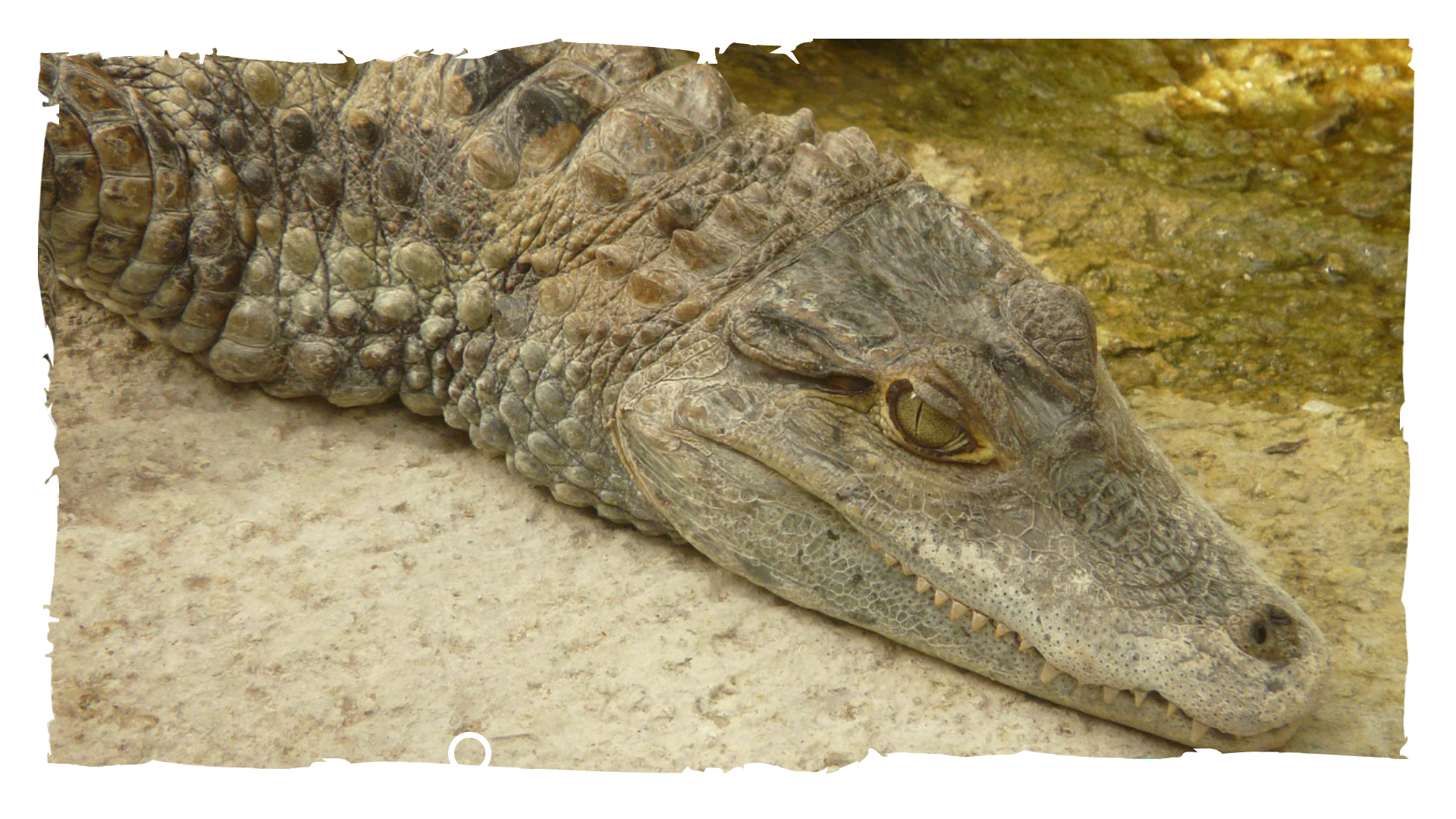 Un reptil en el agua, ¿caimán o cocodrilo? — Hive