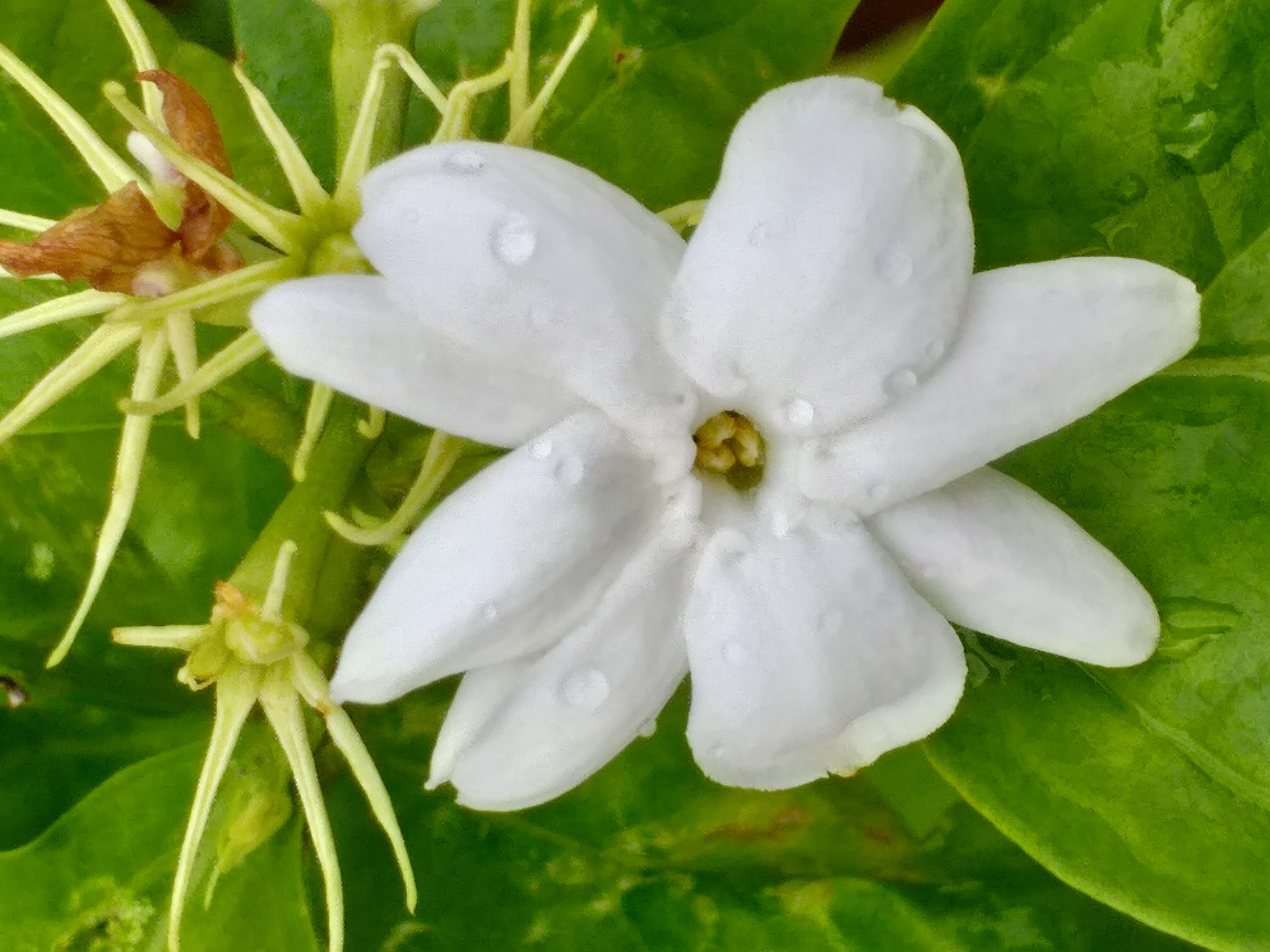 white flower34.jpg