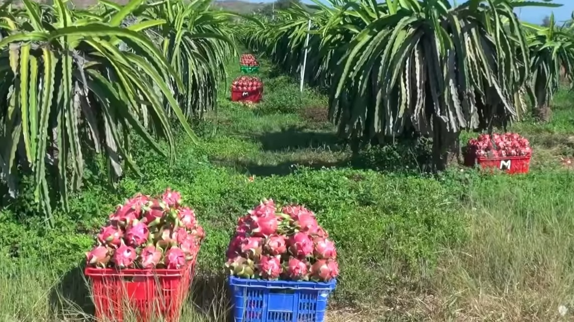 Budidaya buah naga4.jpg