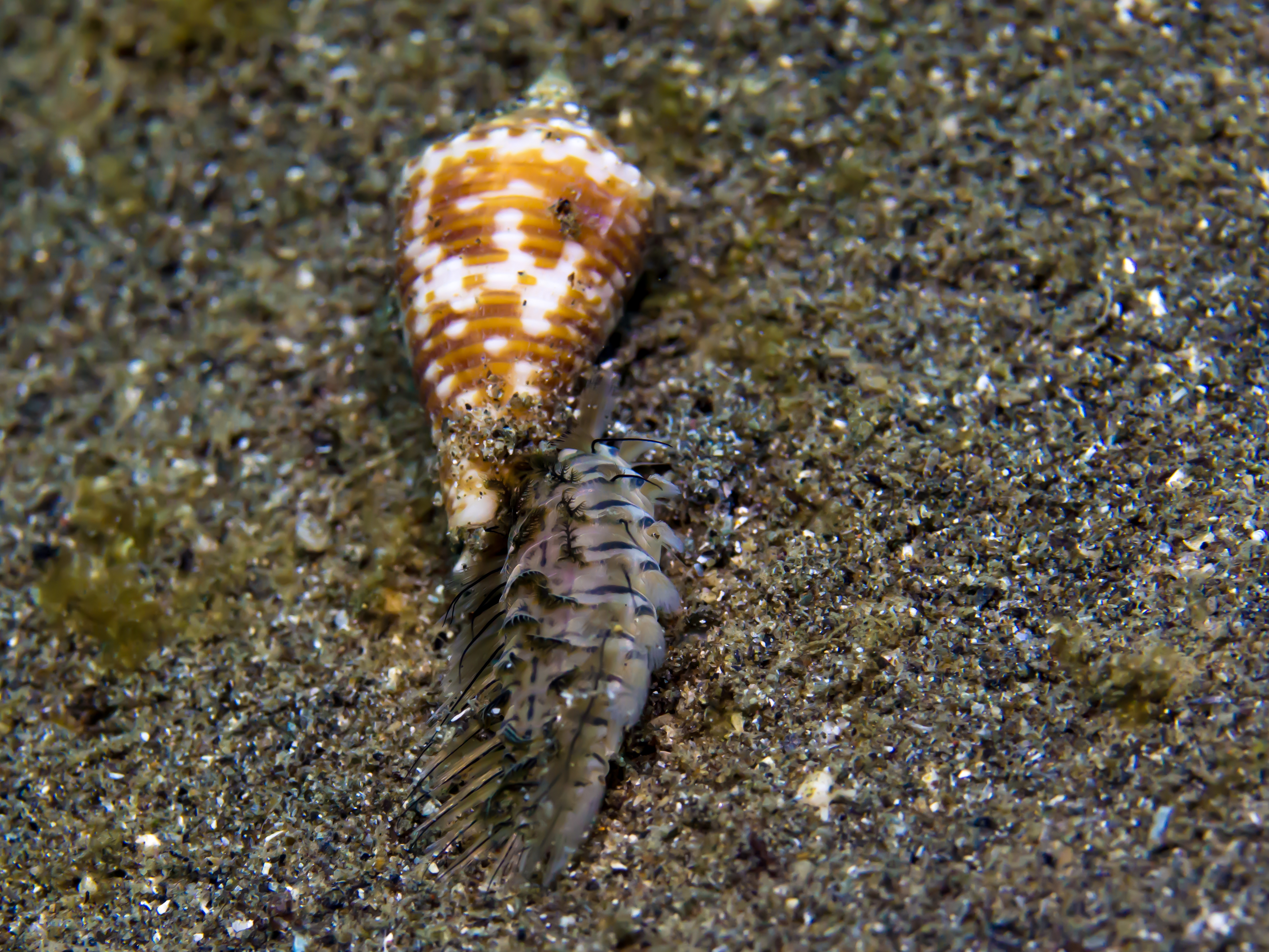 Cone_snail_(Conasprella_jaspidea_pealii)_eating_a_fireworm._(1_2)_(32485371395).jpg