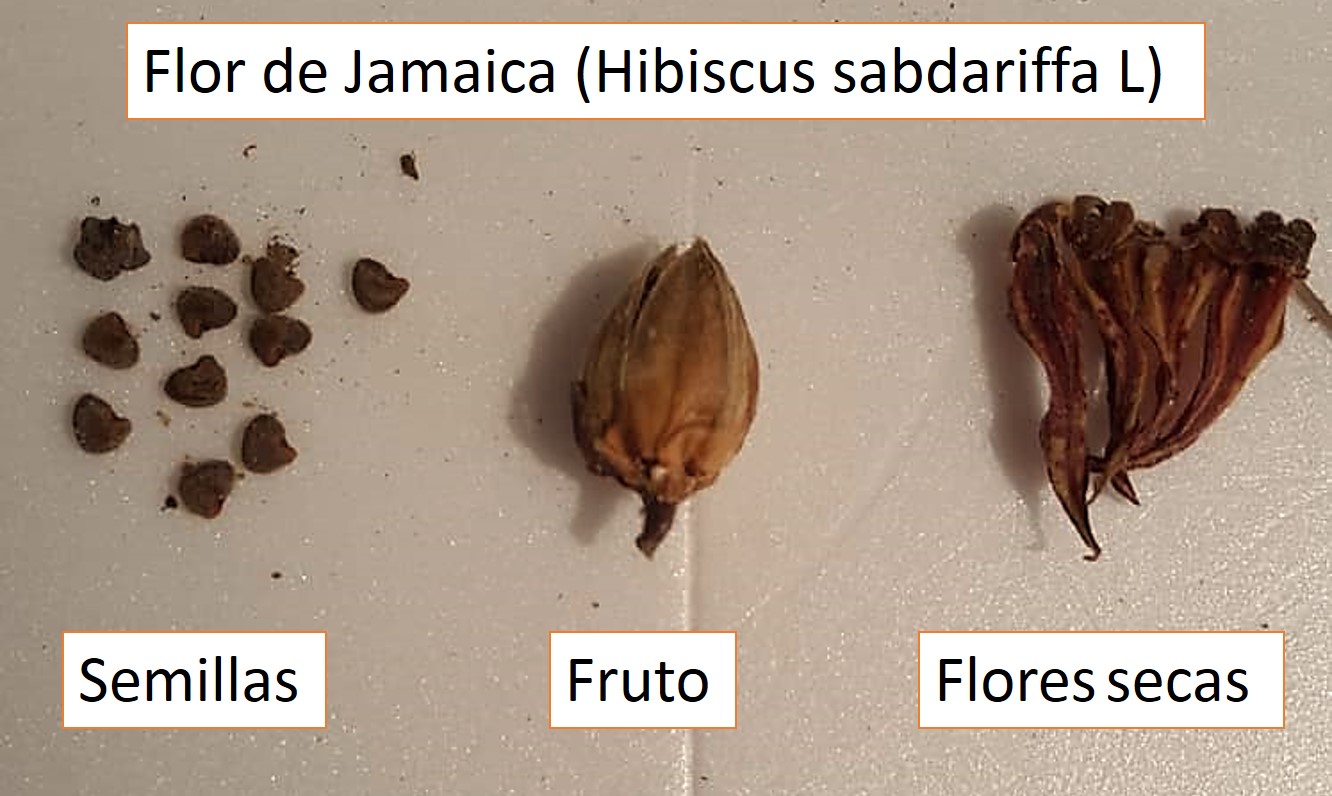 El fruto y las semillas de la Flor de Jamaica/The fruit and seeds of the  Jamaican Flower — Hive