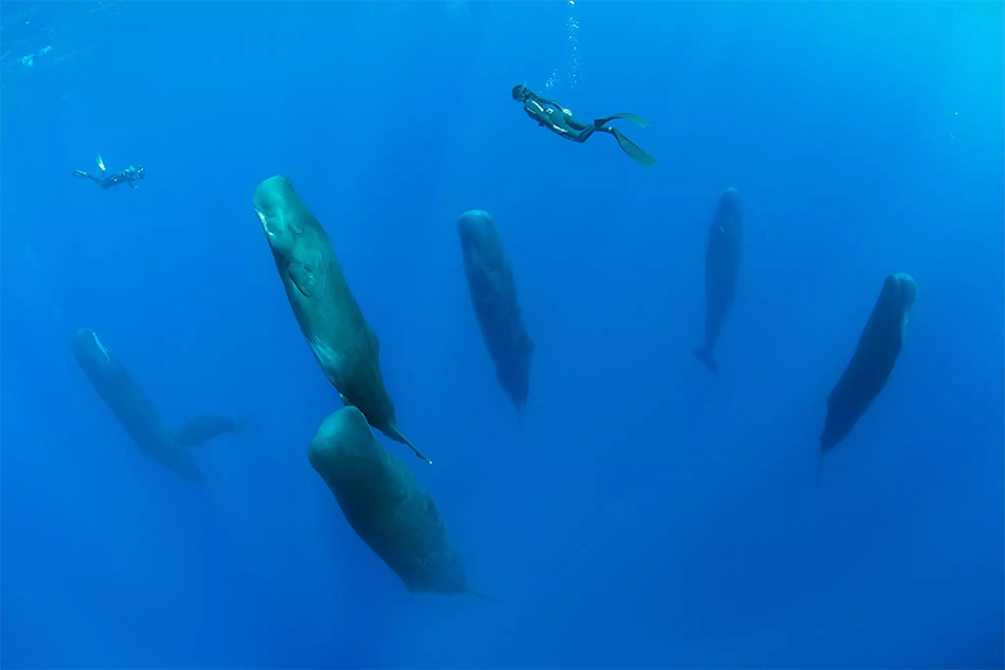 Sperm Whales sleeping vertically