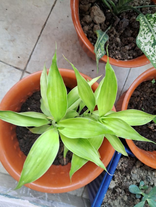 spiderwort plant 1.jpg