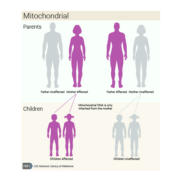 mitochondrial.jpeg