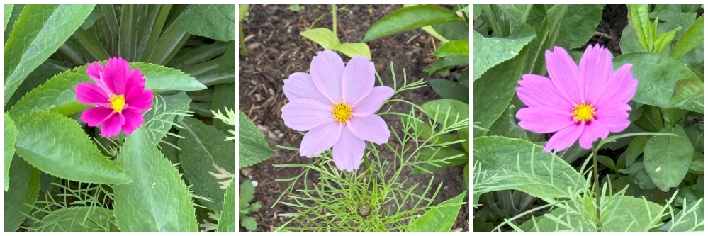 hivegarden-cosmos.jpg
