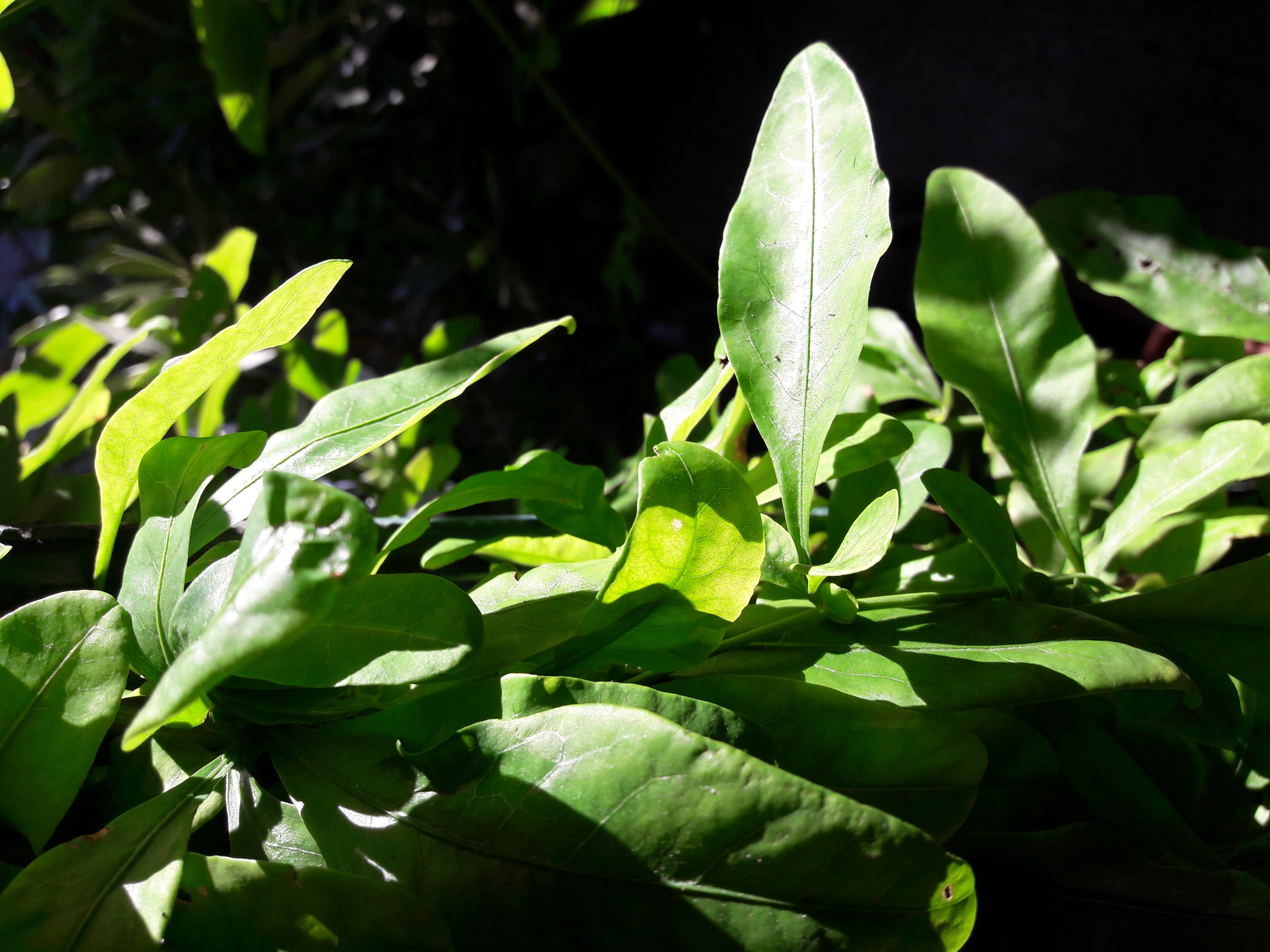 Flora-Leafs-Tree-Publicdomain (43).jpg