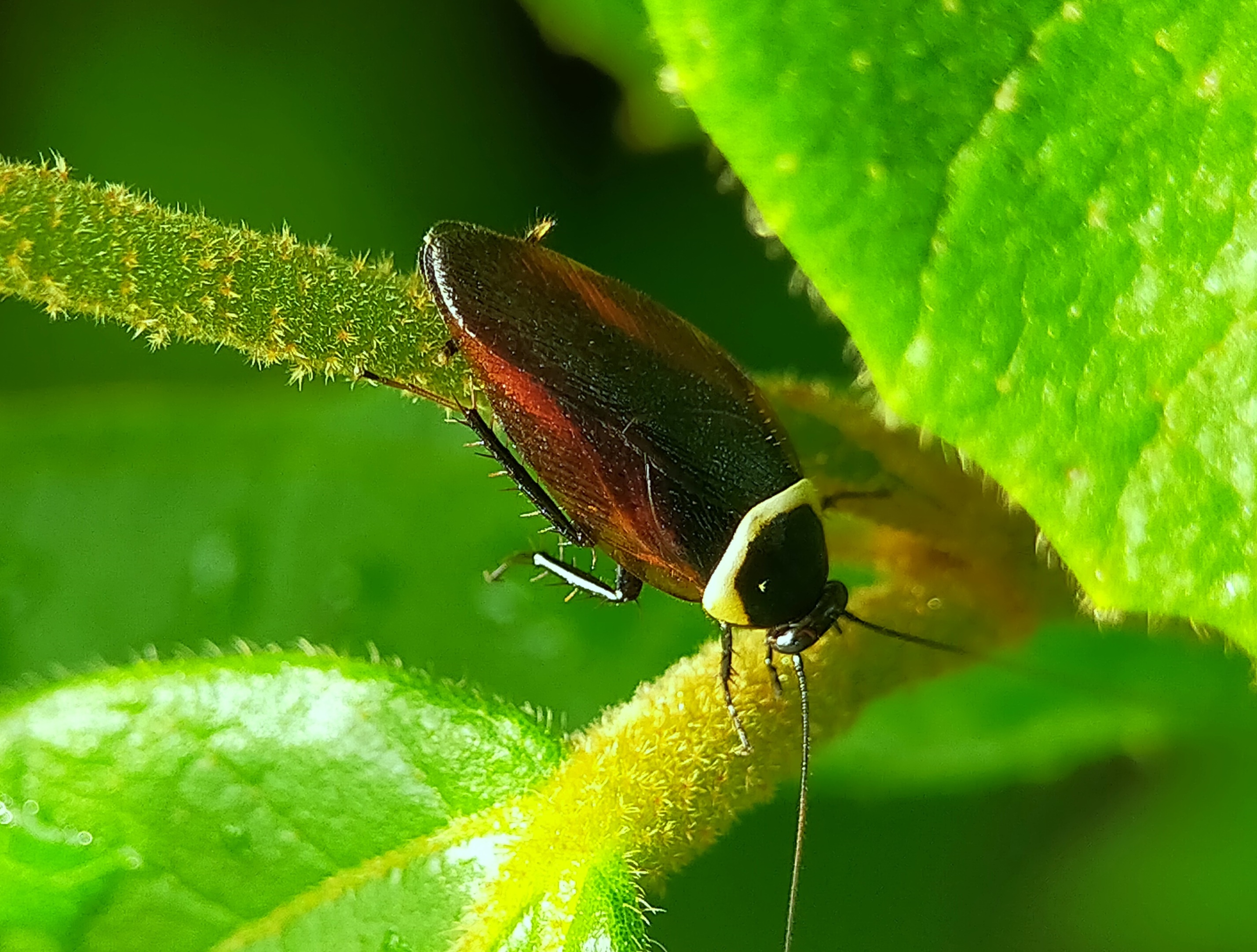 Forest Cockroach (13).jpg