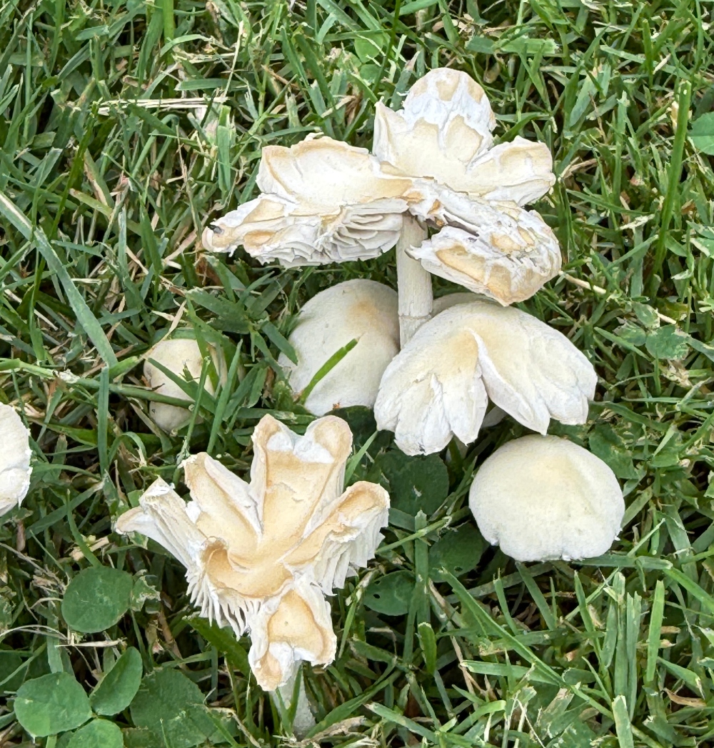 fungi-friday-3.jpg
