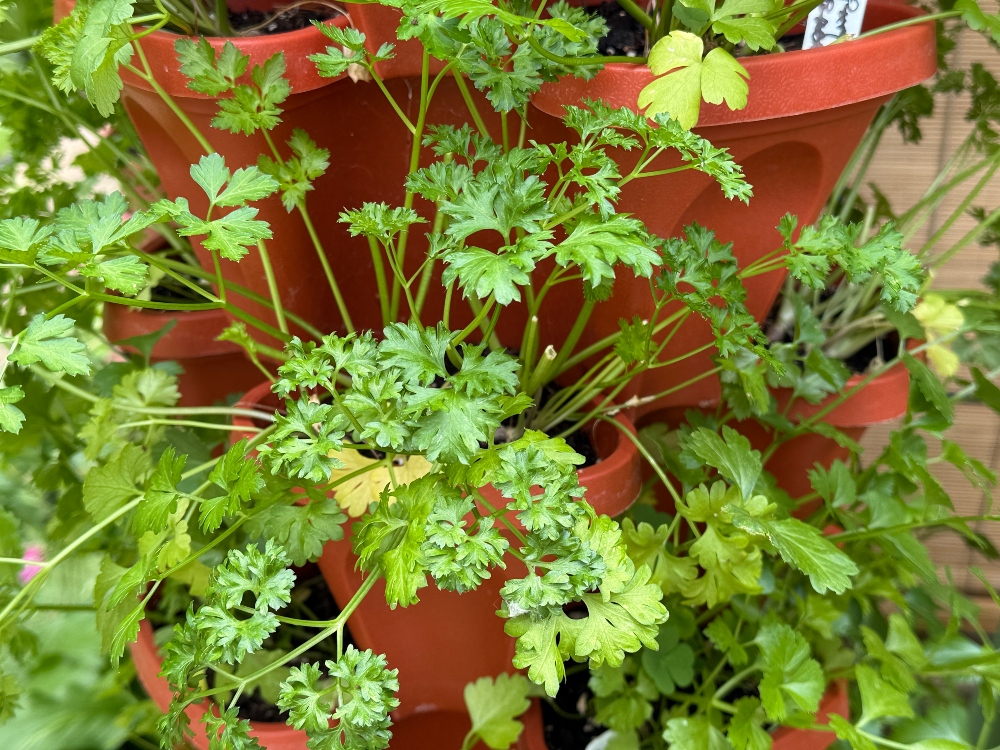 hivegarden-cutting-celery-1.jpg