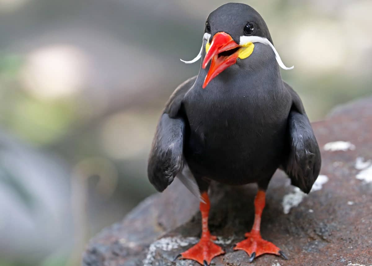 laughing-inca-tern.jpg