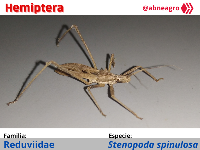 Automeris cf. jucunda (4).png