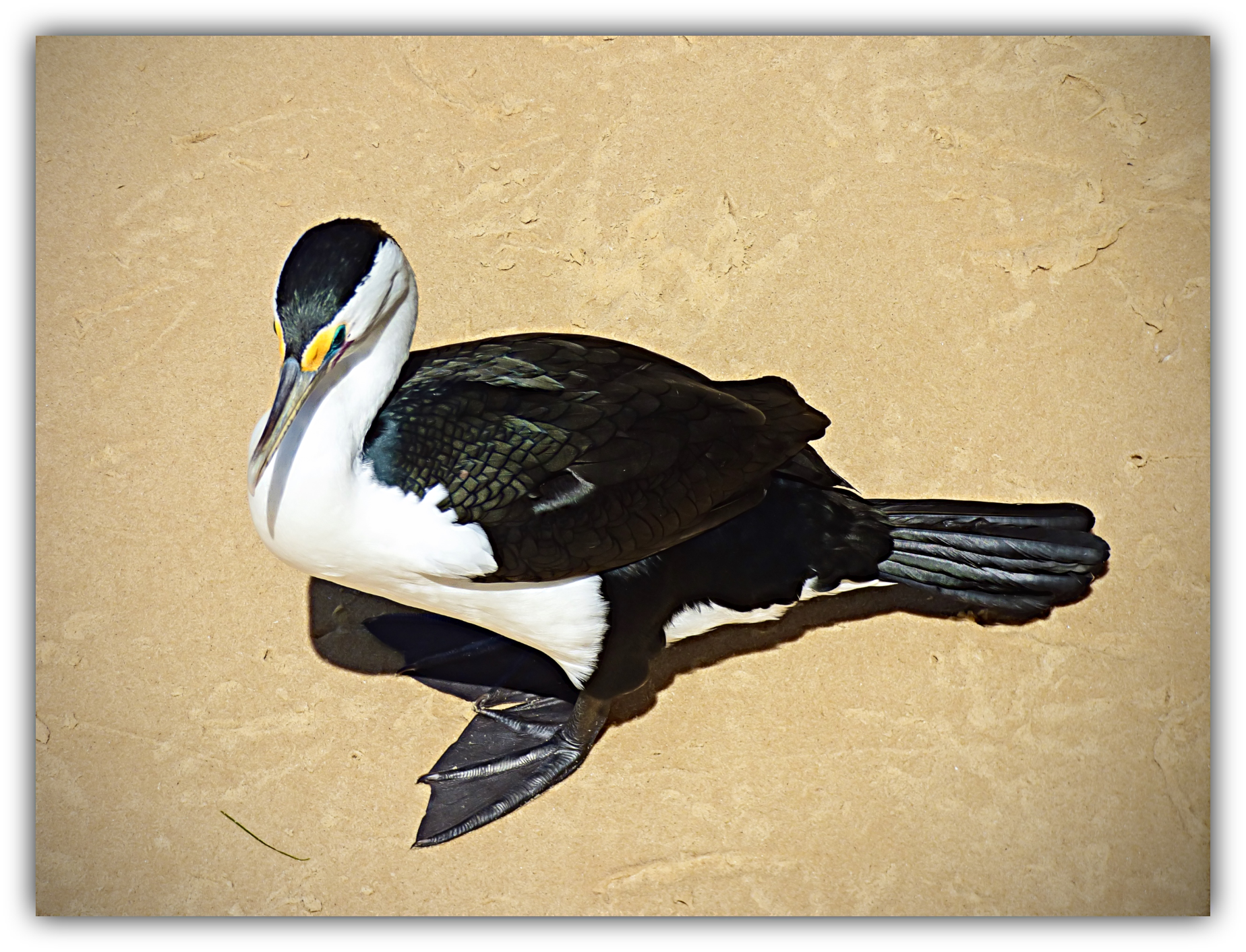 Little pied cormorant F N.png