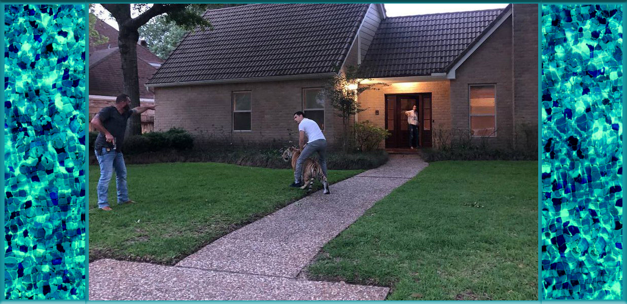 Tiger-roaming-Houston-street-leads-to-a-tense-confrontation.jpg