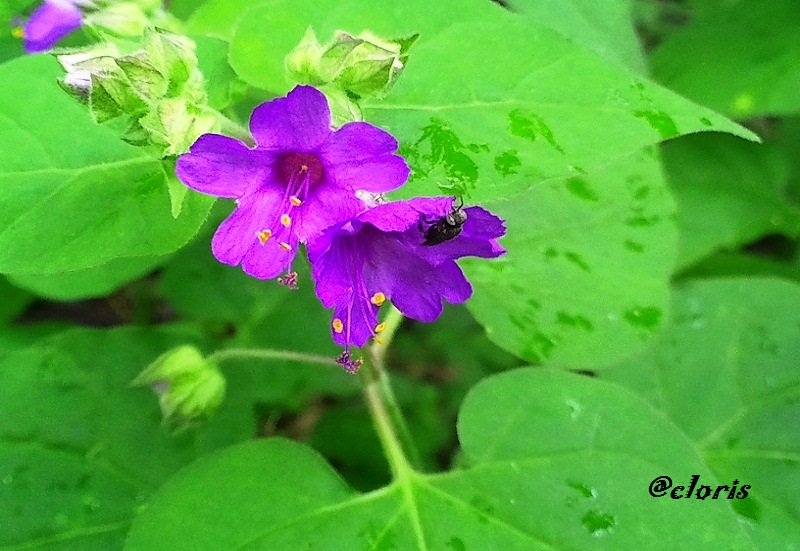 07-Flor_Fucsia.jpg