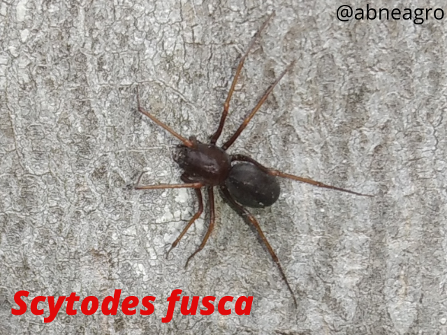 Diseño sin título (1).png