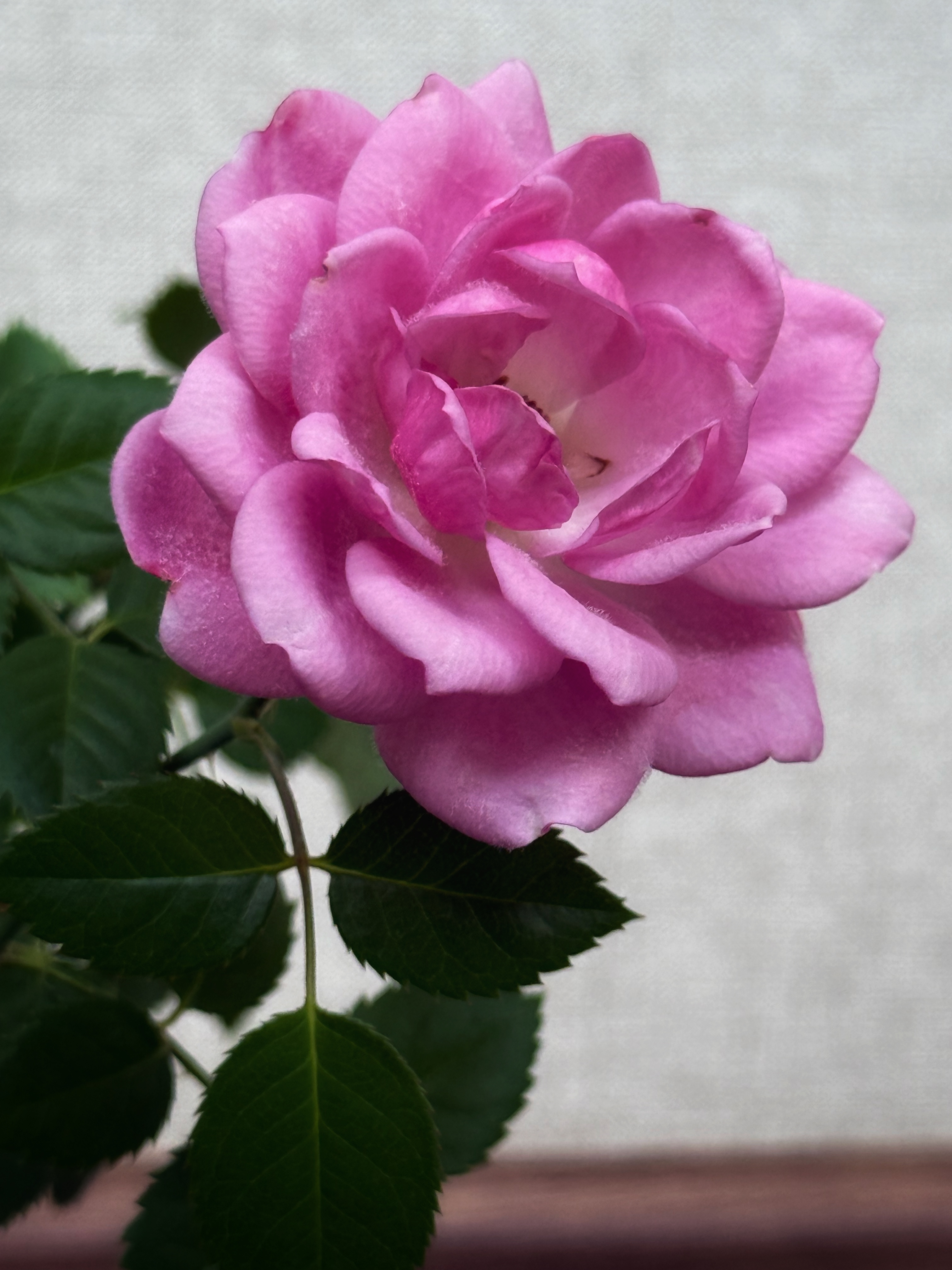 IMG_2671.jpeg
