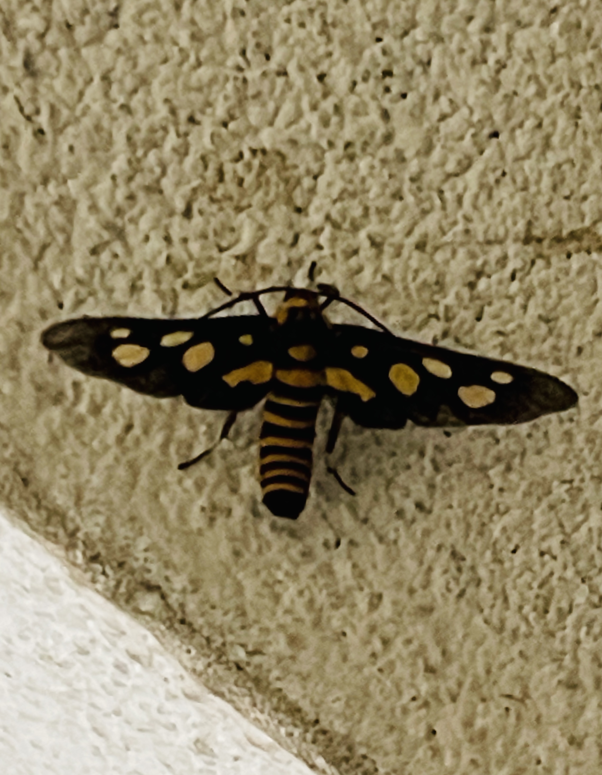 C9D9957C-8889-41EA-85B2-B1E34652E392.jpeg