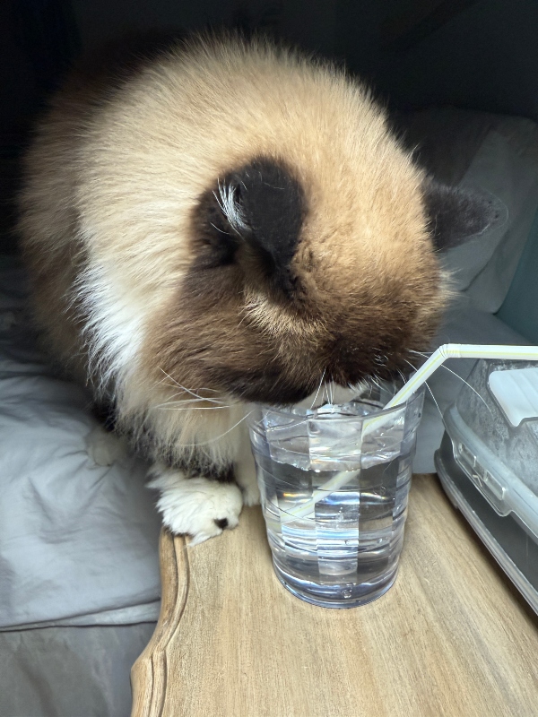 caturday-cat.jpg
