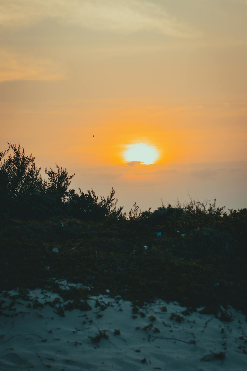 free-photo-of-sand-and-grasses-at-sunset.jpeg