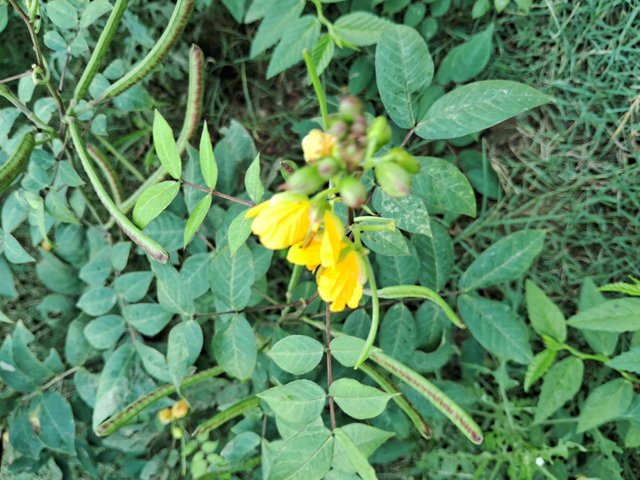 Sickle Senna flower 5.jpg