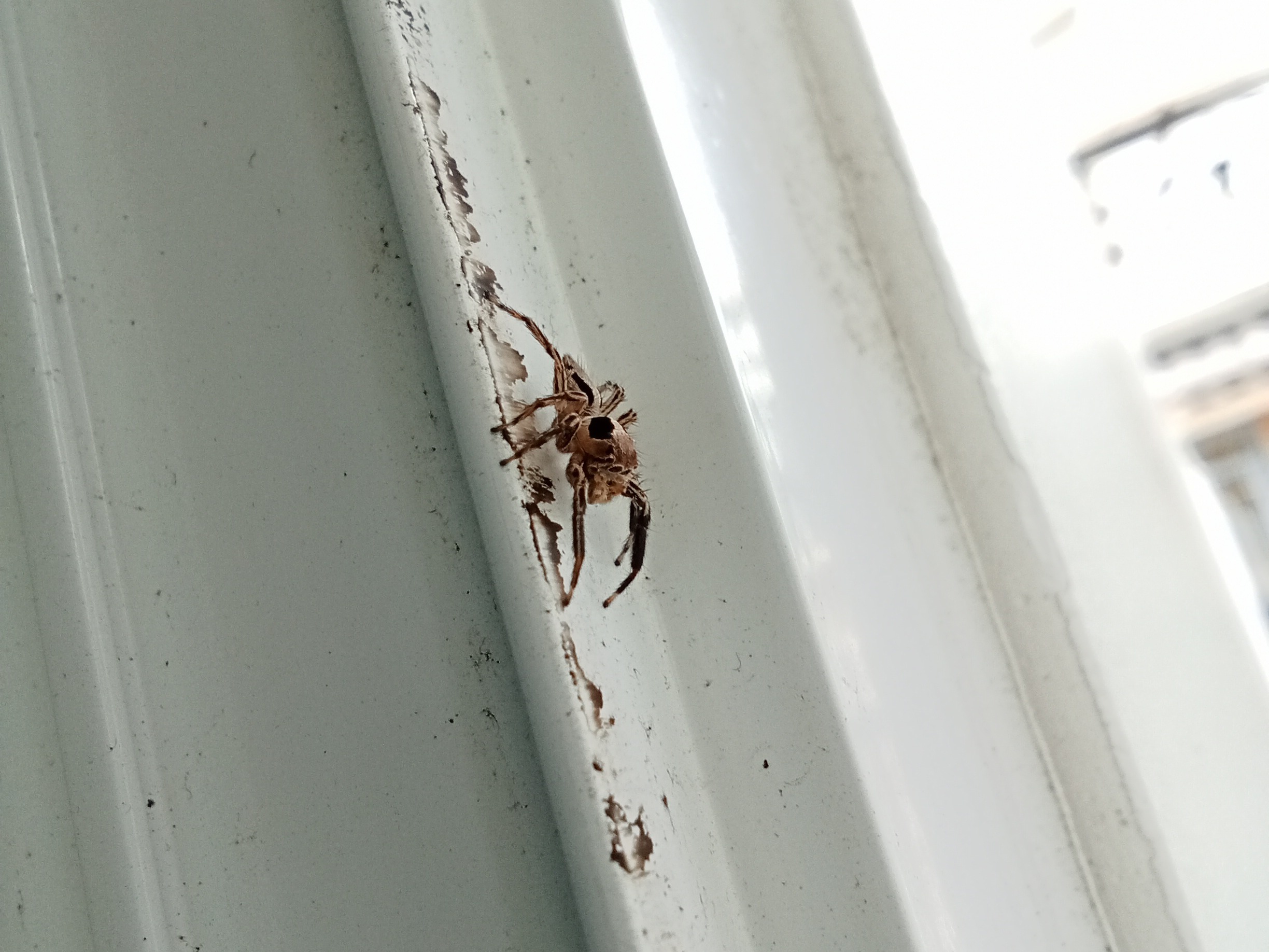 spider side.JPG
