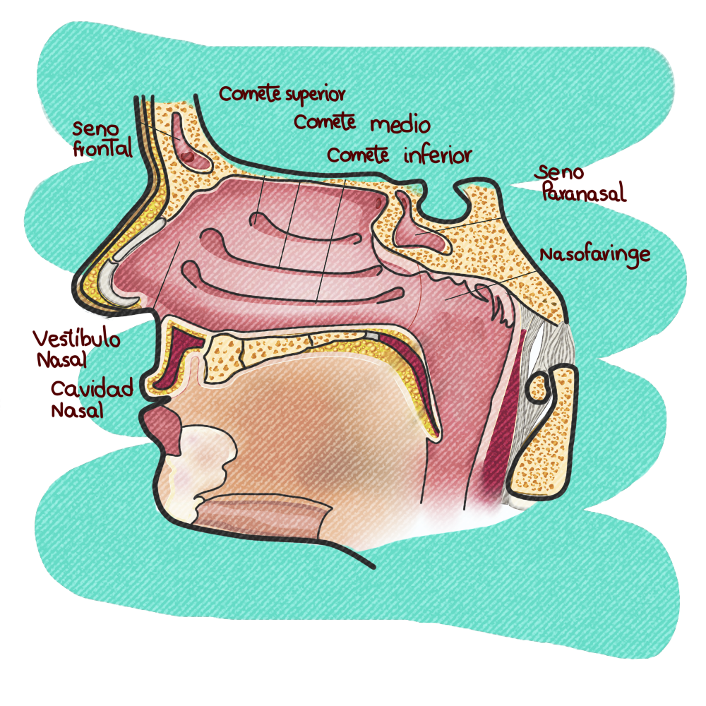 [ESP | ENG] Hora de estudio anatómico: Las fosas nasales o cavidad ...