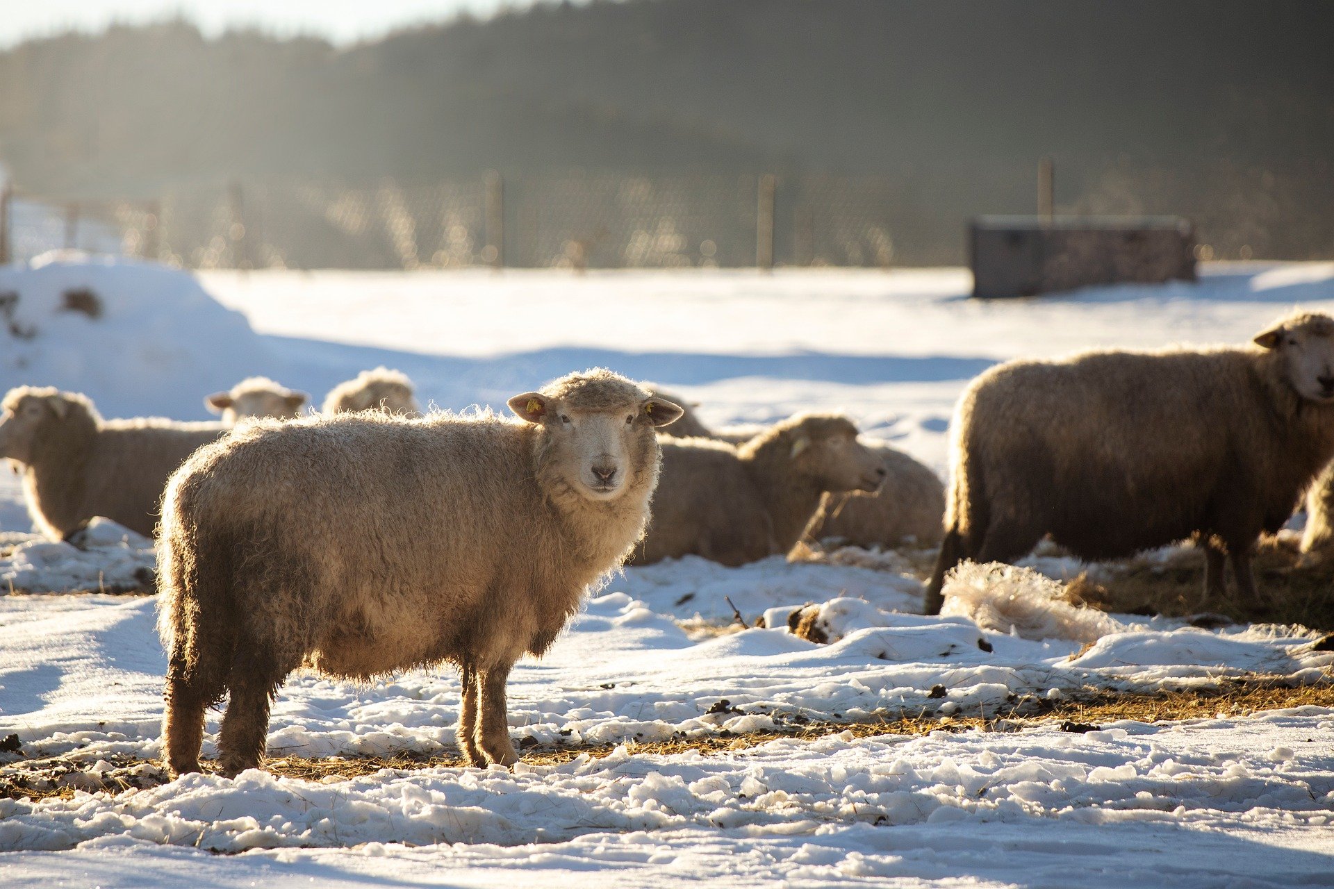 sheep-9401445_1920.jpg