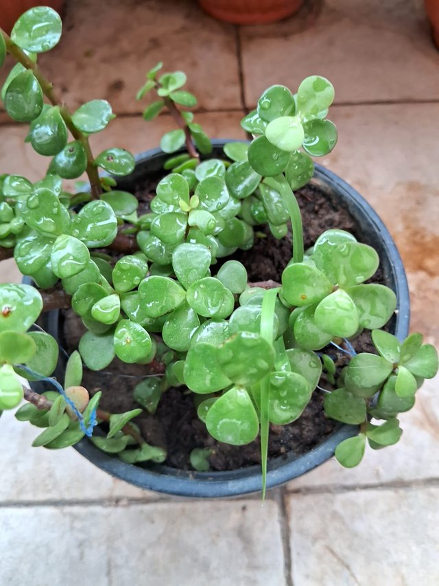 Elephant bush plant 1.jpg