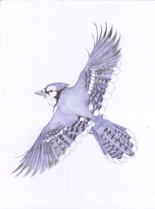 bluejay06.jpg