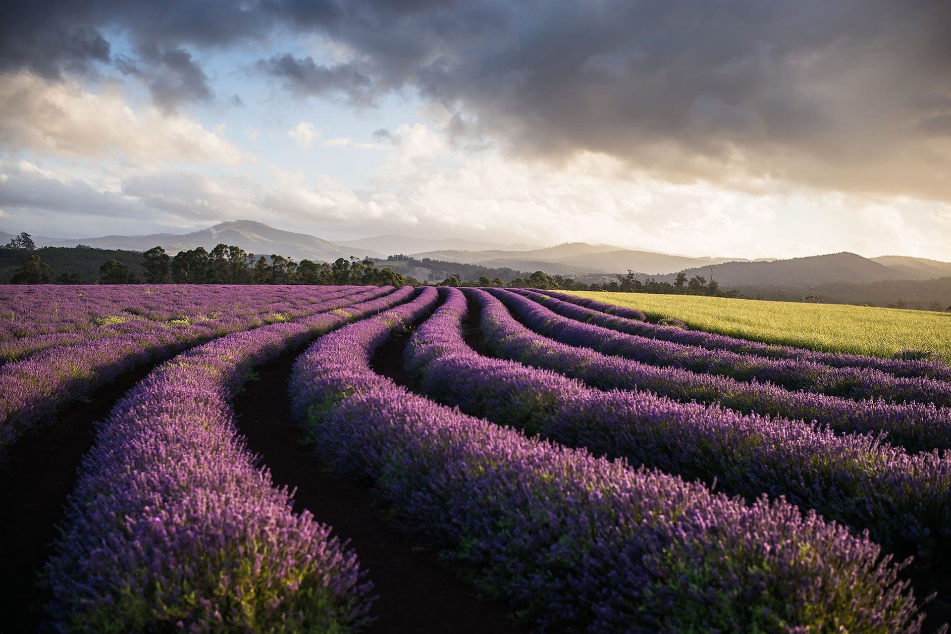 bridestowe-lavender-banner-purple-contours-photo-credit-Ockert-Le-Roux-2014.jpg