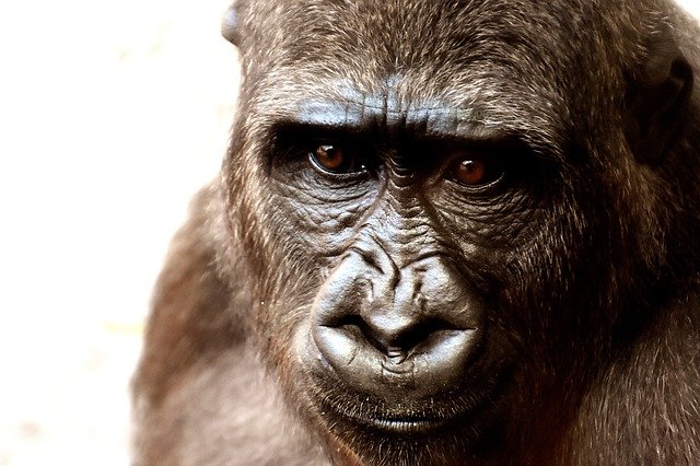 gorilla-g2cbadb2d9_640.jpg