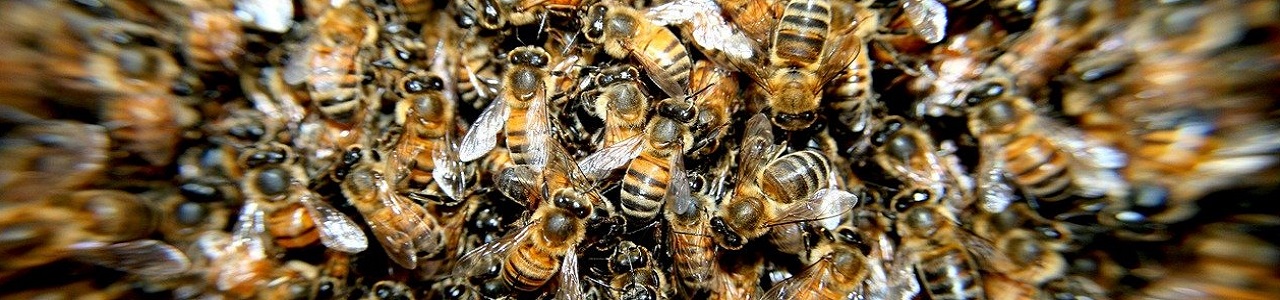 bees-276190_1280.jpg