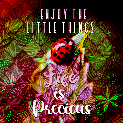 Creation1 ladybug life is precious.jpg