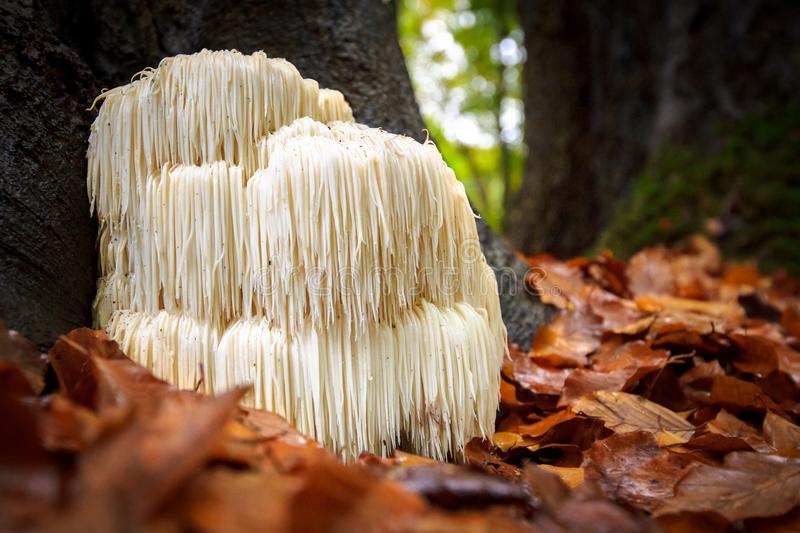 rare-lion-s-mane-mushroom-dutch-forest-rare-edible-lion-s-mane-mushroom-hericium-erinaceus-pruikzwam-forest-102652729.jpg