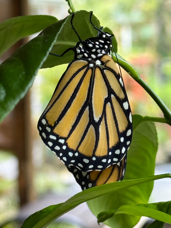 silverbloggers-monarch-butterfly-3.jpg